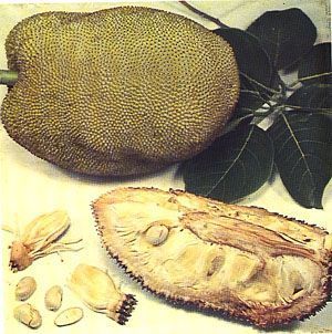 Indian Jaca Tree - Jackfruit - Artocarpus heterophyllus - хлебное дерево разнолистное